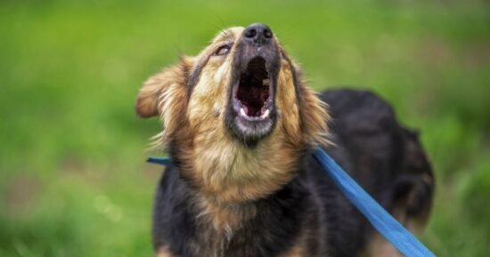 Vet explains what it means when your dog barks more than usual