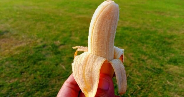 Gardeners urged to bury banana peels in soil this June