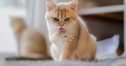 Not rejection – real reason cats lick their bodies after you pet them