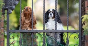 Dog trainer shares common mistake owners make when dogs bark at door