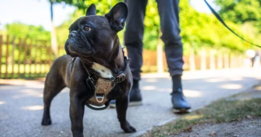 Dog walkers slapped with £150 annual permit fee to use parks