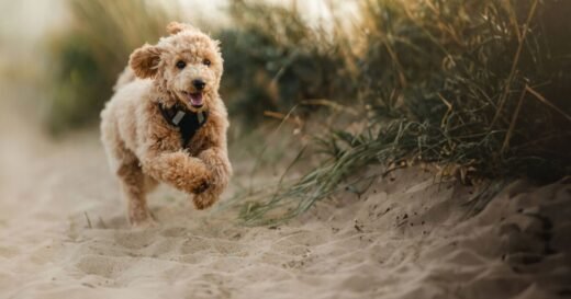 Dog trainer issues advice to owners about ‘silent killer’