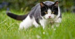 Cats ‘won’t go near’ gardens or dig up plants if you scatter 19p item