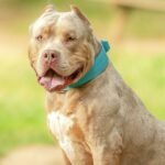 New UK rules for certain dog breeds in June 9 update for owners | UK | News
