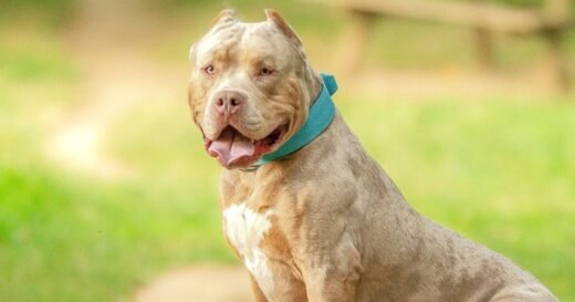 New UK rules for certain dog breeds in June 9 update for owners | UK | News