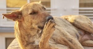 Vet explains reason dogs lick and bite their paws – it’s not normal