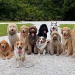 ‘I’m an animal expert and this breed is the fussiest’