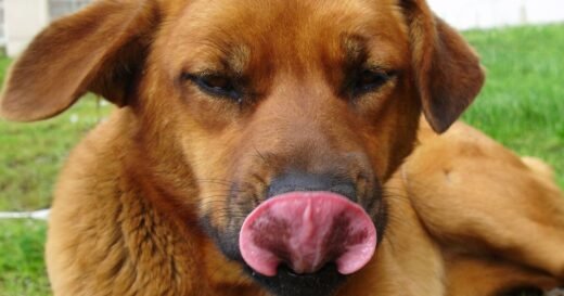 Vet explain reason dogs lick their lips – not because they’re hungry