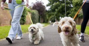 Dog owners urged to avoid early morning walks from Saturday