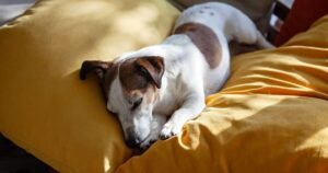 Vet explains reason dogs sleep so much – not because they’re lazy