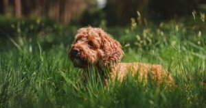 Vet hospital issues alert to dog owners doing forest walks