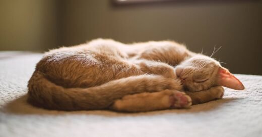 Cats sleep curled up for reason – not comfort like most owners think