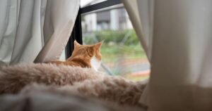 Vet finally settles whether it’s cruel to keep cats indoors