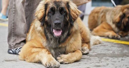 26 high-energy dog breeds that need the most exercise