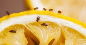 Fruit flies stay away with common item in fruit bowl – not vinegar