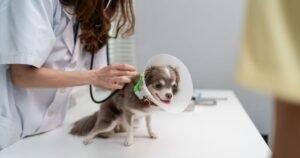 ‘I’m a vet – these are the 3 dog breeds most likely to bite’