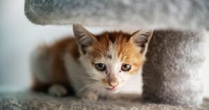 Cat owners warning over condition that ‘can kill in under 48 hours’