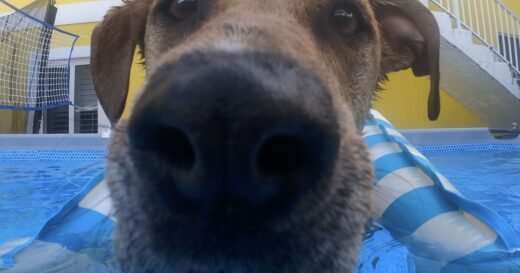 Couple adopt rescue labrador puppy but get big surprise