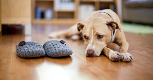 ‘I’m a dog trainer – you must do 3 things when leaving pet alone’