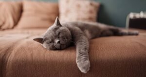 Cats do 1 cute thing while sleeping that proves they care about owners | Weird | News