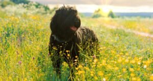 ‘I’m a vet and you shouldn’t take your dog out in heatwave’