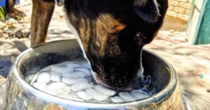 RSPCA settles whether it’s safe for dogs to eat ice cubes