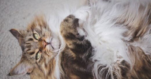 Cats ‘flop’ on their back and show belly for sweet reason, says expert