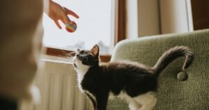 Cat owners may be misreading their pet’s vibrating tail