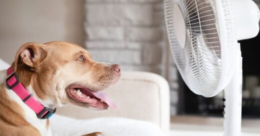 7 dog breeds most likely to suffer in the heatwave as owners warned