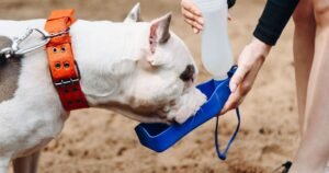 Vet’s warning to dog owners about collars during UK heatwave