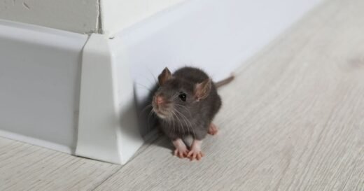 Rats can’t enter your home if 36p supermarket item is used