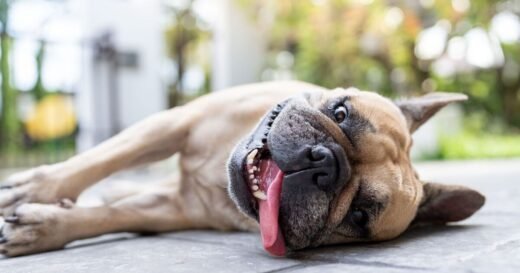 I’m a vet nurse – 5 common signs your dog has heatstroke
