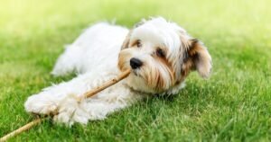 Five second test that could save dog’s life during heatwave