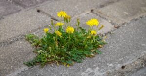 Not vinegar or bleach – weeds die instantly when using 2 kitchen items