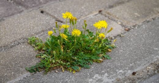 Not vinegar or bleach – weeds die instantly when using 2 kitchen items