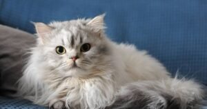 7 cats most at risk of heatstroke as owners warned of urgent action