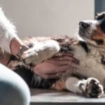 Dogs paw you when being petted – but not because they want you to stop