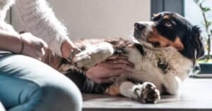 Dogs paw you when being petted – but not because they want you to stop