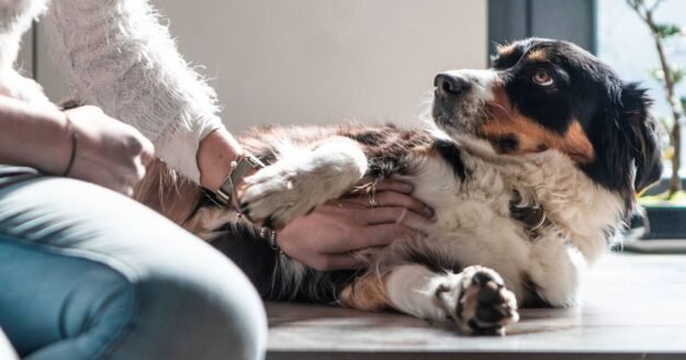 Dogs paw you when being petted – but not because they want you to stop