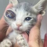 Nobody wants to rehome two cats with ‘alien eyes’
