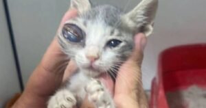 Nobody wants to rehome two cats with ‘alien eyes’