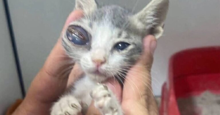 Nobody wants to rehome two cats with ‘alien eyes’