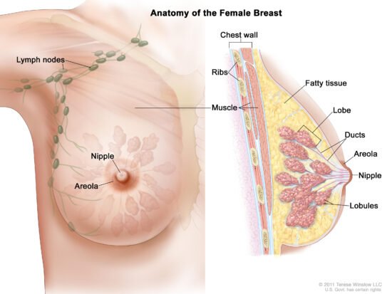 What Is Breast Cancer? – NCI