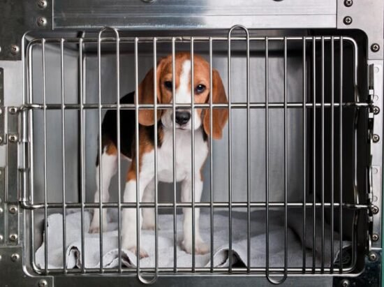 UW Investigates Student Group Amid Dog Breeder Raids