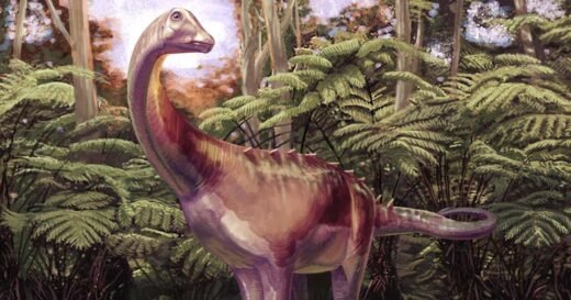 Fossil found tucked away in a drawer turns out to be first dinosaur bone from Antarctica