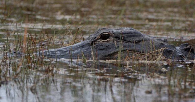 Florida alligator attacks leave woman dead, 2 others injured, officials say