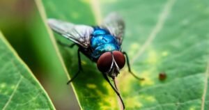 Flesh-eating screwworm fly is reemerging in Texas after decades, threatening livestock