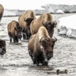 Wildlife photographer shares the beauty of Yellowstone National Park through his lens