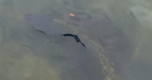 Peeled paint appears in Lincoln Memorial Reflecting Pool after algae bloom