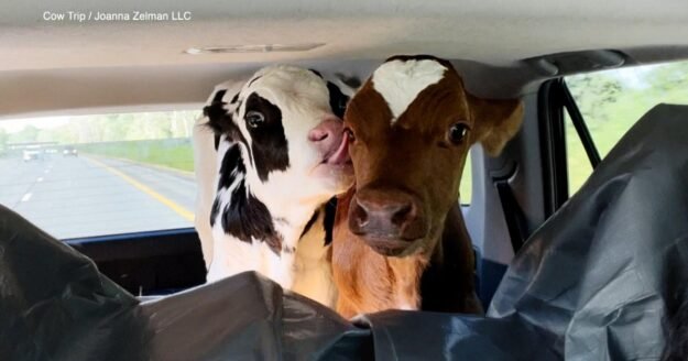 A 600-mile road trip with 2 calves in the back seat of a car